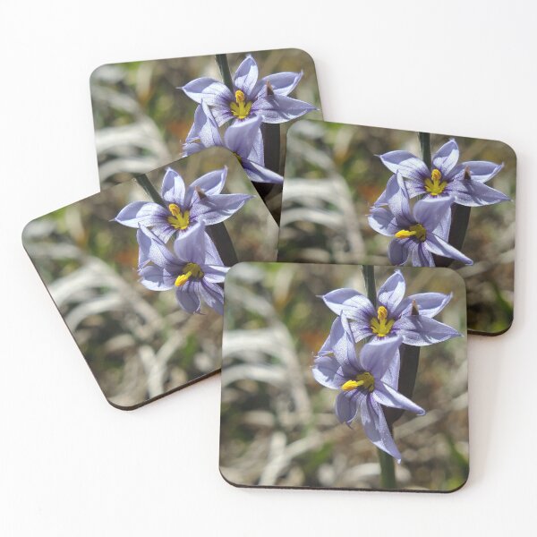 Item preview, White blue-eyed grass in the sun designed and sold by schmidy-botany.