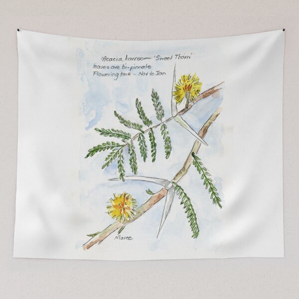 Aperçu de l'œuvre Acacia karroo - Illustration botanique créée et vendue par Maree Clarkson .