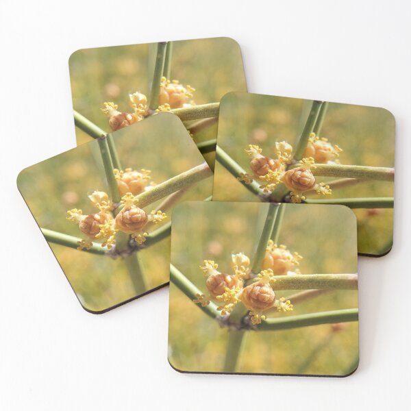 Item preview, Boundary ephedra designed and sold by schmidy-botany.