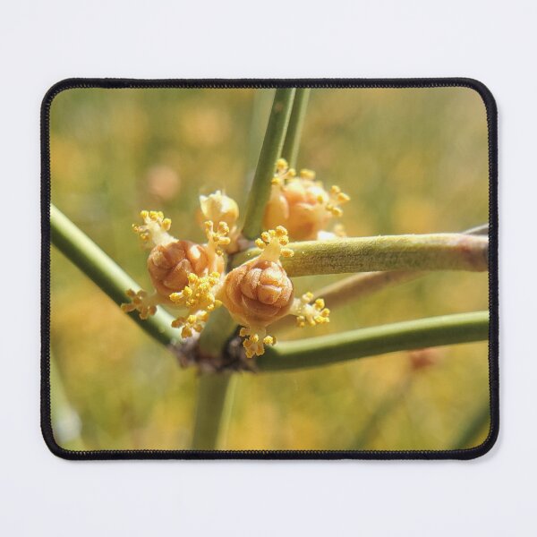 Item preview, Boundary ephedra designed and sold by schmidy-botany.