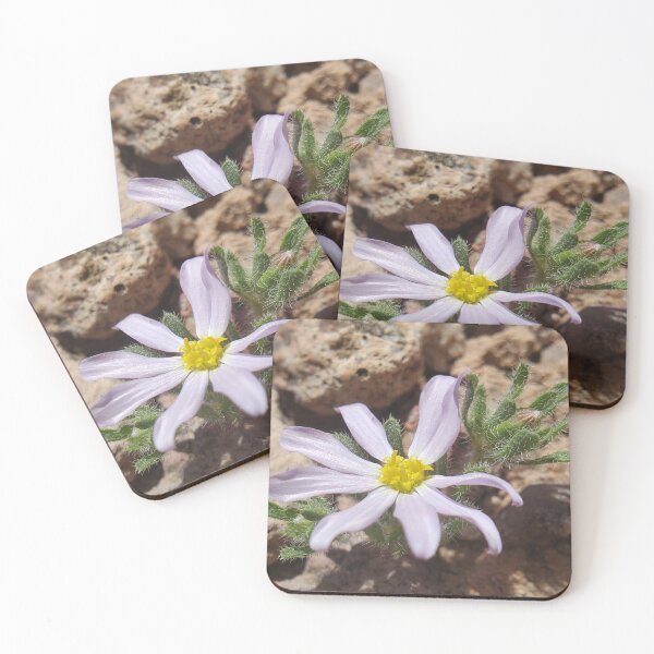 Item preview, Mojave desertstar designed and sold by schmidy-botany.