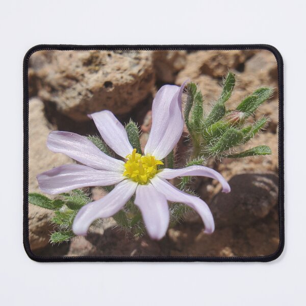Item preview, Mojave desertstar designed and sold by schmidy-botany.