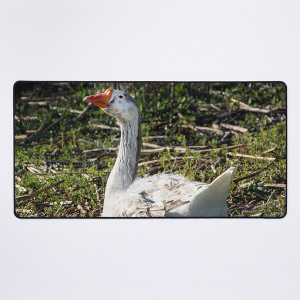 Item preview, Why Are You Taking My Picture? designed and sold by heatherfriedman.
