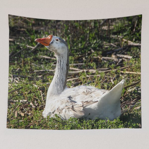 Item preview, Why Are You Taking My Picture? designed and sold by heatherfriedman.