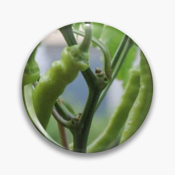 Item preview, Green chillies designed and sold by Saiamrita123.