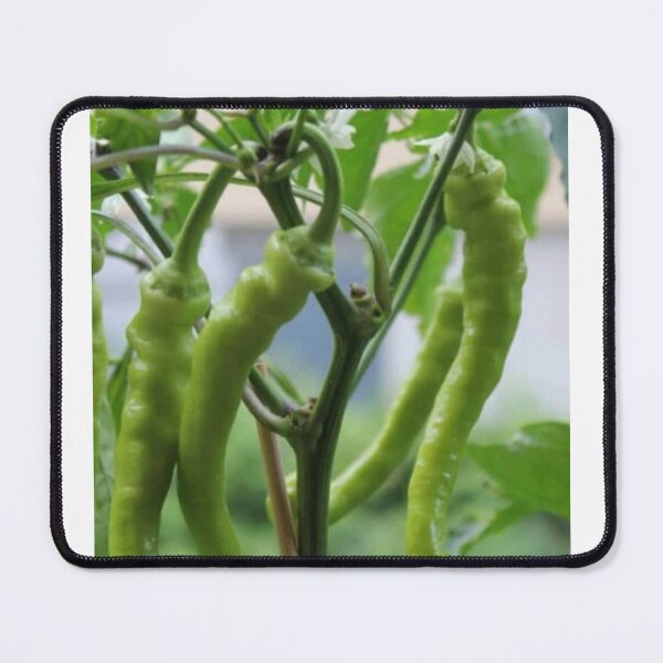 Item preview, Green chillies designed and sold by Saiamrita123.