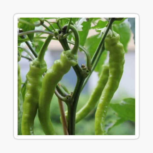 Item preview, Green chillies designed and sold by Saiamrita123.