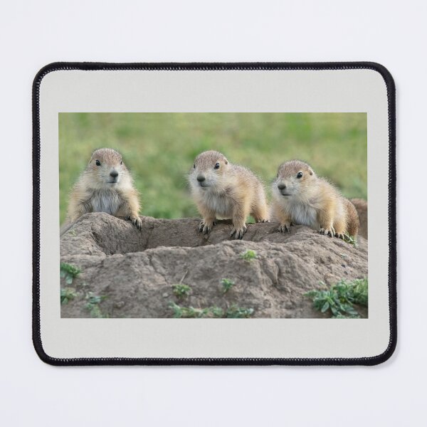 Item preview, The Three Dogeteers - Young Prairie Dogs at Burrow designed and sold by TheCurators.