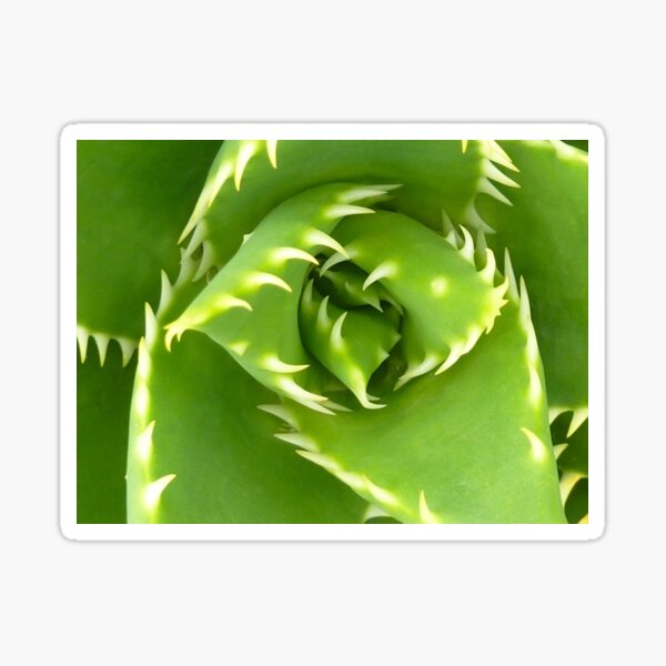 Shark's Tooth Cactus! Sticker