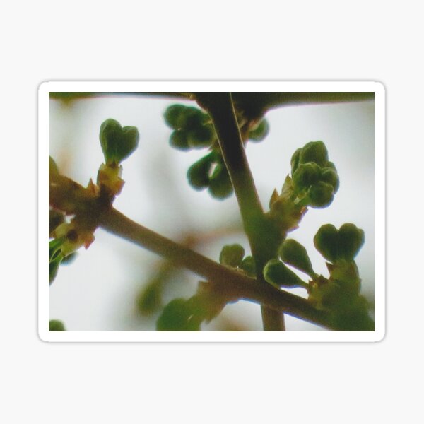 Plum Tree budding branches with heart shaped buds Sticker