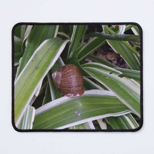 Item preview, Snail on a Spider Plant designed and sold by liliaparacosm.