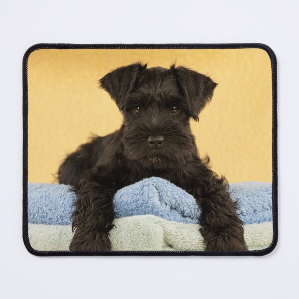Item preview, Black Miniature Schnauzer Puppy Dog designed and sold by ScienceSource.