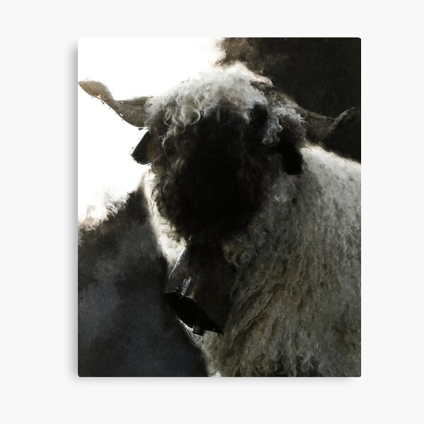 Schweizer Walliser Schwarznasenschaf, süßes Nutztier, Walliser Schwarznasenschaf, flauschige Schafe Leinwanddruck