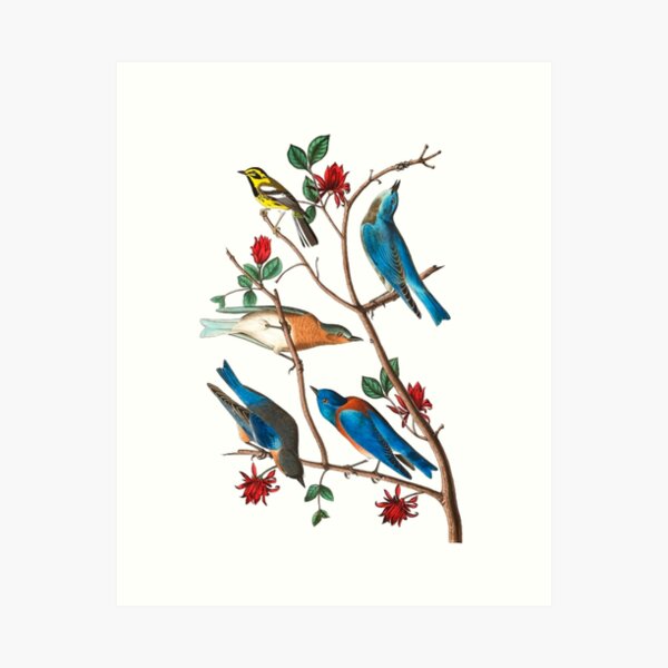 Item preview, John James Audubon Townsends warbler designed and sold by Olivia-One.