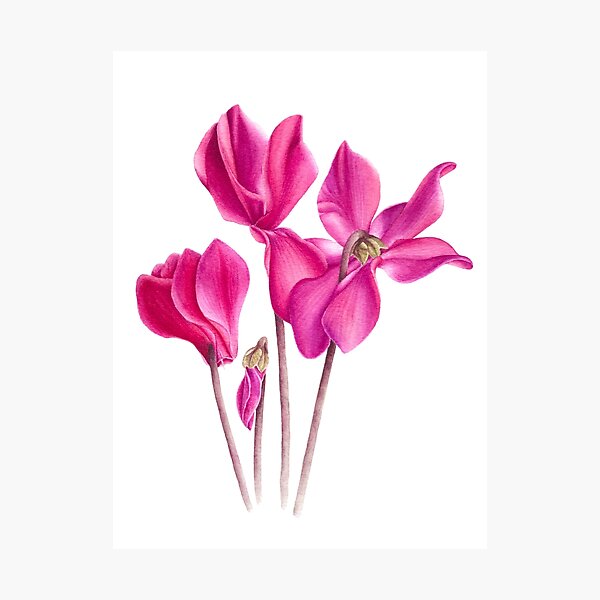 Cyclamen Flowers Stock Vector Illustration and Royalty Free Cyclamen Flowers  Clipart