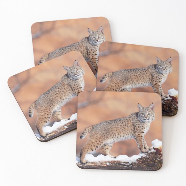 Item preview, Bobcat Standing on a Log in Winter, Utah designed and sold by ScienceSource.