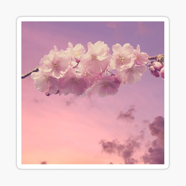 "Cherry Blossom Branch" Sticker for Sale by antevasinart Redbubble