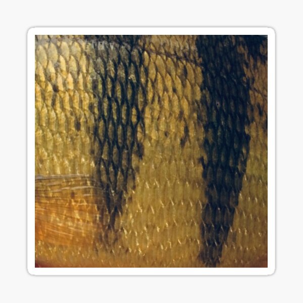 Vista previa del artículo con la obra «Patrón de escamas de pescado de piel de perca amarilla (natural)», diseñado y vendido por CJRPics.