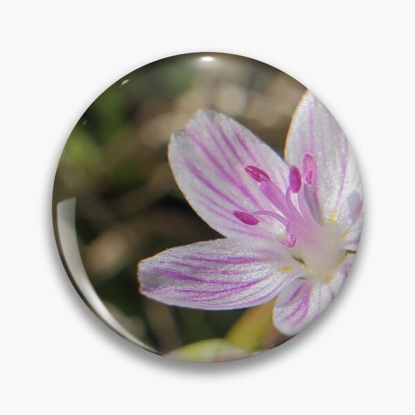 Item preview, Virginia springbeauties sprouting in early spring designed and sold by schmidy-botany.