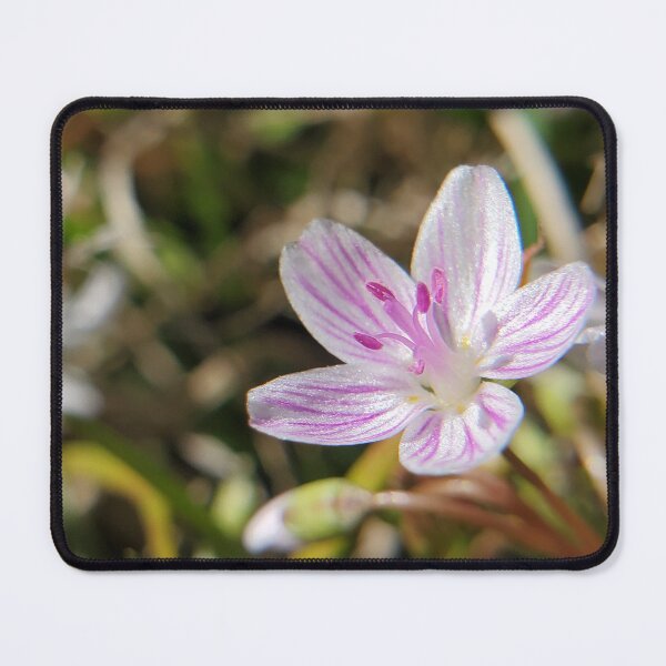 Item preview, Virginia springbeauties sprouting in early spring designed and sold by schmidy-botany.