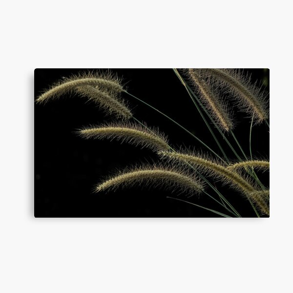 Foxtail Shrub Canvas Print