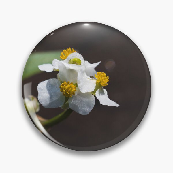 Item preview, Common Arrowhead designed and sold by dmlb photography.