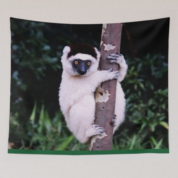 Item preview, Cute Sifaka Lemur monkey clinging to a tree designed and sold by worldways.