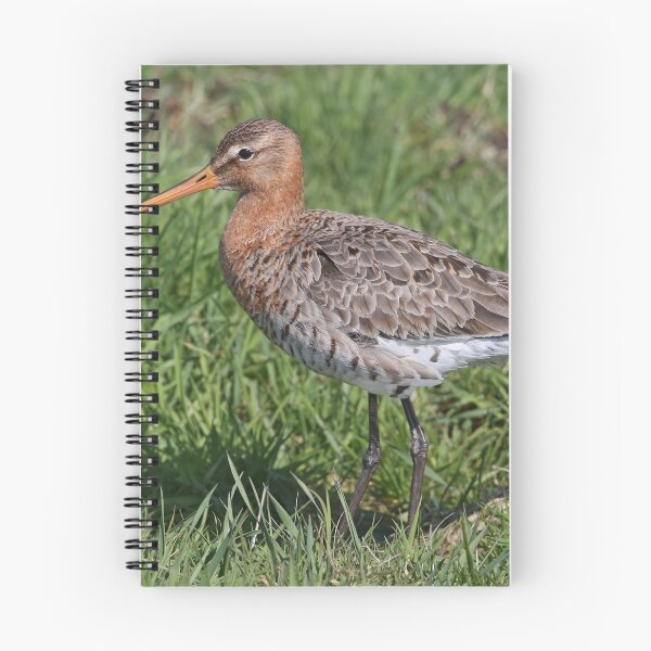 Item preview, Black-tailed Godwit designed and sold by Robert Abraham.