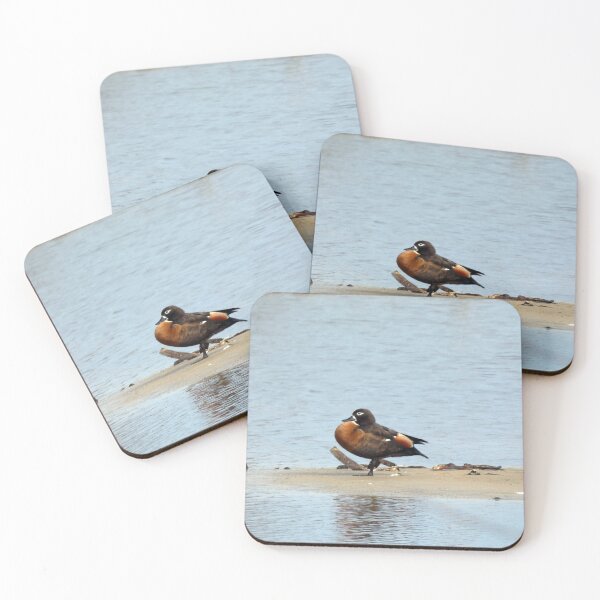 Item preview, Australian Shelduck designed and sold by Harrison Lucas.