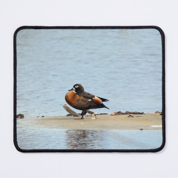 Item preview, Australian Shelduck designed and sold by Harrison Lucas.