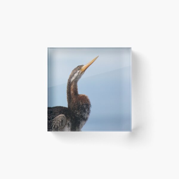 Item preview, Australasian Darter 2 designed and sold by Harrison Lucas.
