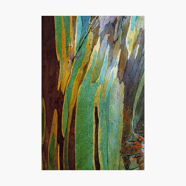 Snow Gum Bark Photographic Print