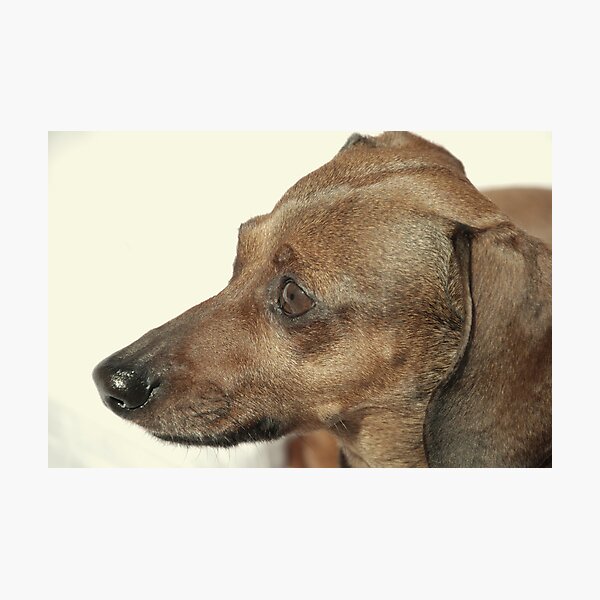 Item preview, El perro designed and sold by MorganAshley.