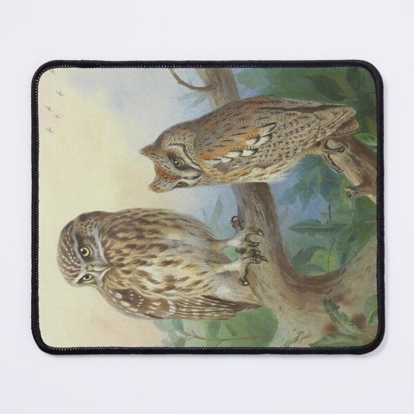 Item preview, Little Owl and Scops Owl by Archibald Thorburn designed and sold by Amanda1775.