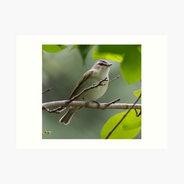 Red-Eyed Vireo Art Print