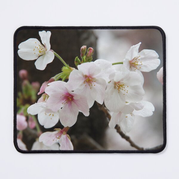 Item preview, Sakura Blossoms designed and sold by The Botanical Jason.
