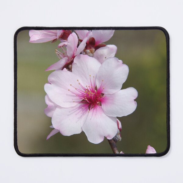 Item preview, Sweet Almond designed and sold by The Botanical Jason.