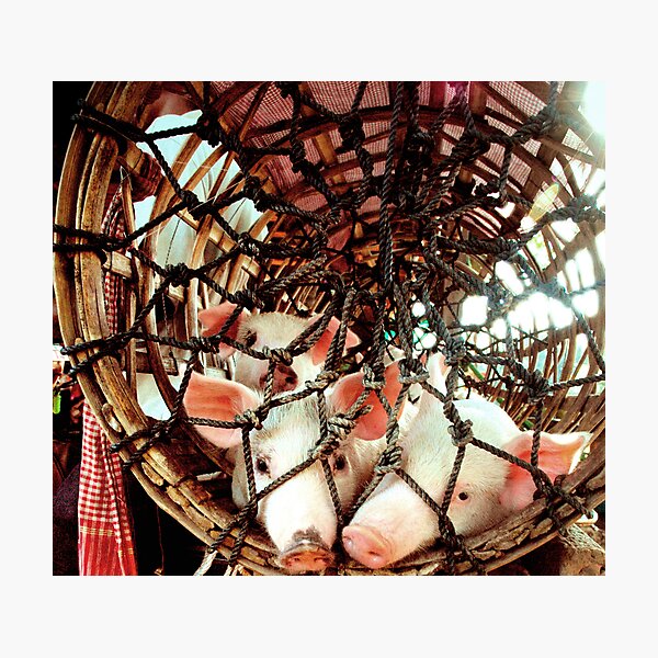 Item preview, 3 pigs in a basket  designed and sold by friday.