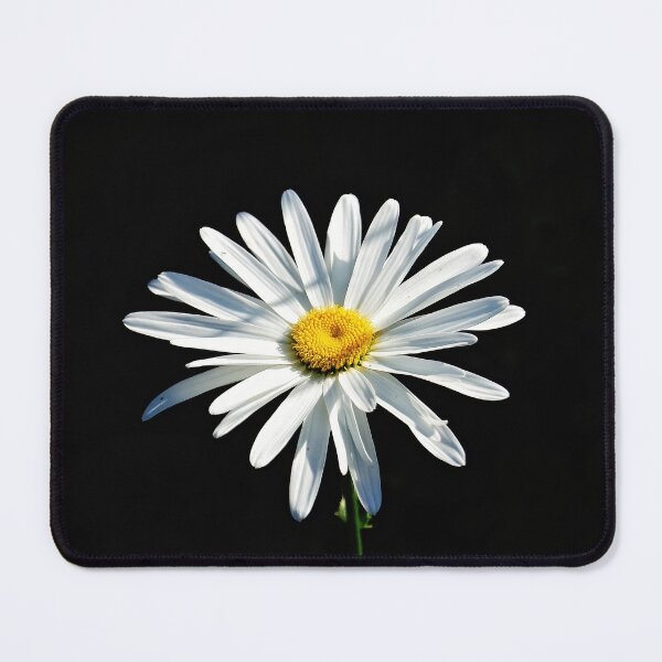 Item preview, A single daisy in Sunlight designed and sold by dabingboshi.