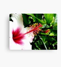 Pink... Canvas Print