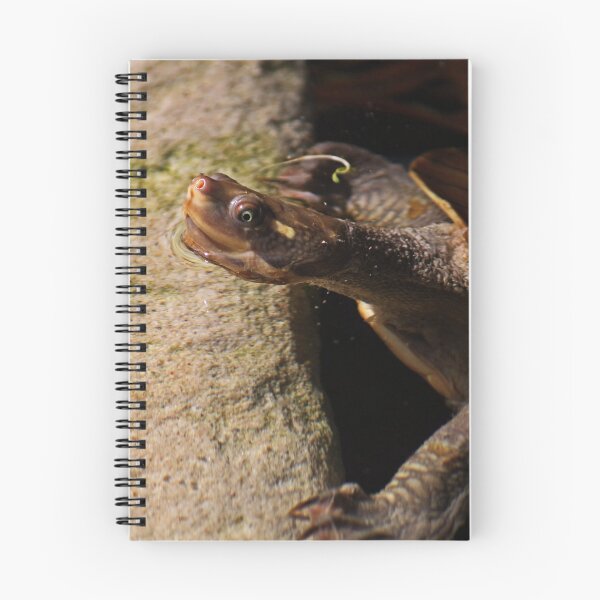Item preview, Turtle Bath-Time designed and sold by Evita.