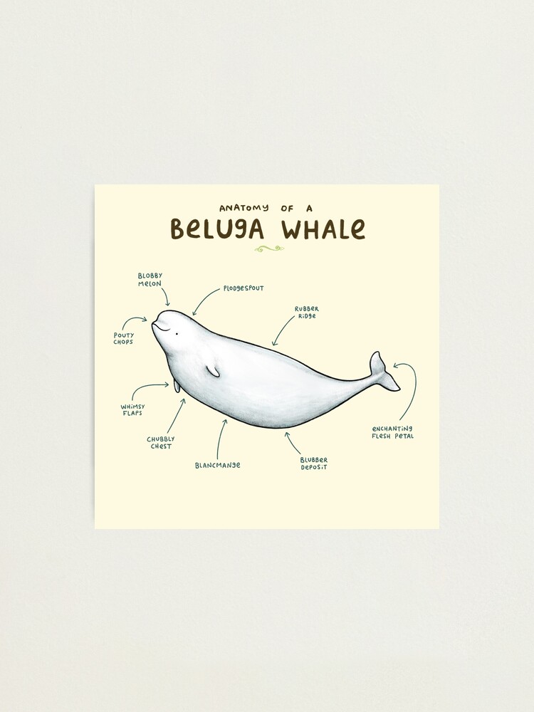 Beluga whale : r/memes