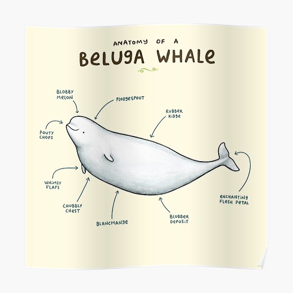 "Anatomy of Beluga Whale" Poster for Sale by SophieCorrigan | Redbubble
