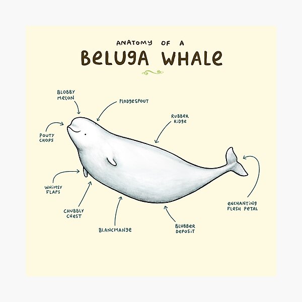 "Anatomy Of Beluga Whale" Photographic Print For Sale By Sophie ...