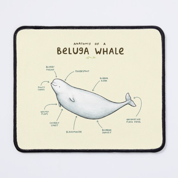 Item preview, Anatomy of Beluga Whale designed and sold by SophieCorrigan.