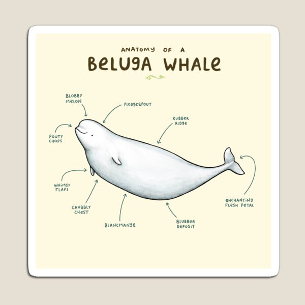 Item preview, Anatomy of Beluga Whale designed and sold by SophieCorrigan.