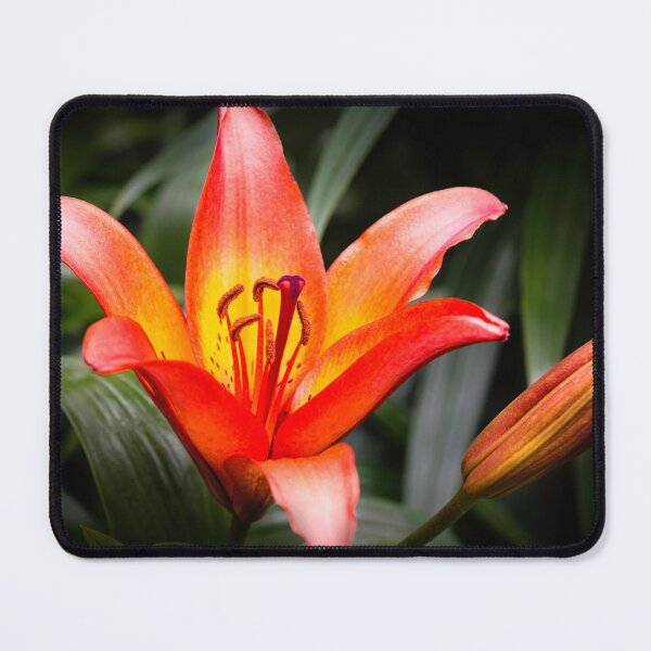 Item preview, Lillies designed and sold by David Lewins.