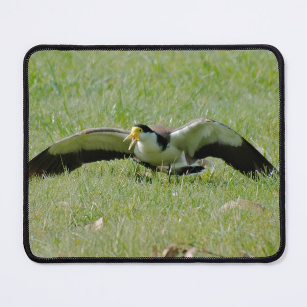Item preview, LAPWING ~ Masked Lapwing 74VXQFMR by David Irwin 06012021 designed and sold by tasmanianartist.