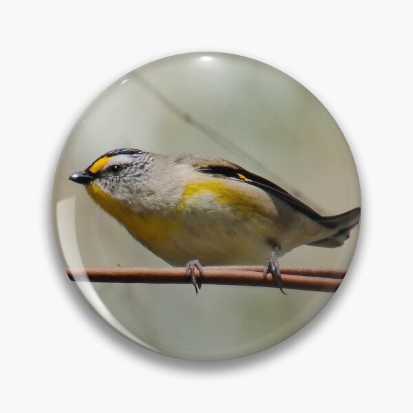 Item preview, PARDALOTE ~ Striated Pardalote ddmSDtau by David Irwin 06012021 designed and sold by tasmanianartist.
