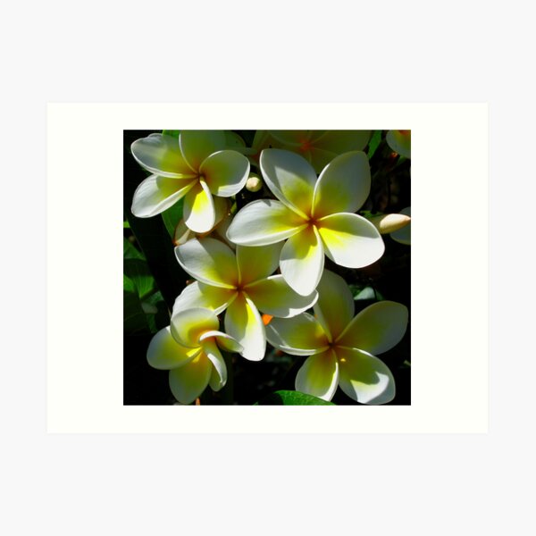 The Beautiful Frangipani... Art Print